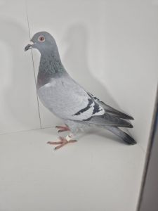 PL-0430-25-6611 Siostra 1AS WG Roztocze 2024r