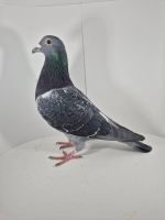 PL-0430-25-6616 Syn 1 AS WG Roztocze 24r.