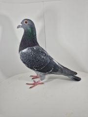 PL-0430-25-6616 Syn 1 AS WG Roztocze 24r.