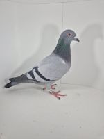 PL-0430-25-6641 Rodzeństwo 41 AS Long Distance