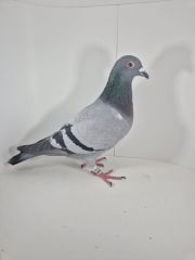 PL-0430-25-6641 Rodzeństwo 41 AS Long Distance