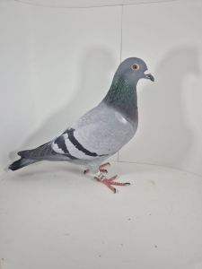 PL-0430-25-6641 Rodzeństwo 41 AS Long Distance