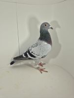 PL-0430-25-6652 Rodzina 3 AS Giewont 24r.