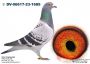 PL-0430-25-6657 Bracia Maryńczak