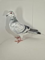 PL-0430-25-7494 Półbrat 1 AS Roztocza 24r.