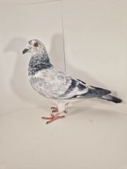 PL-0430-25-7495 Półbrat 1 AS Roztocza 24r.