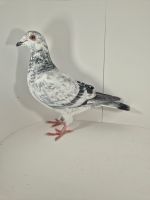 PL-0430-25-7495 Półbrat 1 AS Roztocza 24r, Wnuk 474 !