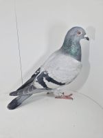 PL-0430-25-7500 Inbred Super Ciemny 241 A. Frąckowiak