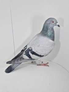 PL-0430-25-7500 Inbred Super Ciemny 241 A. Frąckowiak