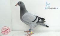 PL-0432-21-17752