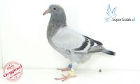 PL-0432-21-17753