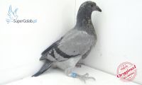 PL-0432-21-17759