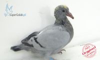 PL-0432-21-17843