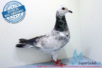 PL-0435-17-2572