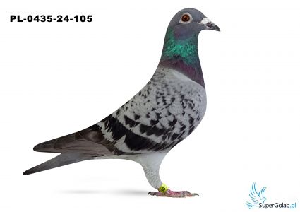 PL-0435-24-105 - Romek Tomaszewski 3 AS Krótki Dystans