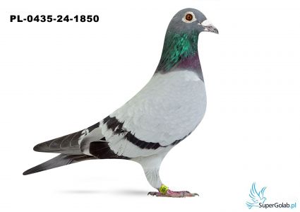 PL-0435-24-1850 Marek Cybulski