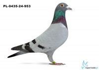 PL-0435-24-953 - 17 gołąb z Finału Gifhorn - 535 km Marek Cybulski