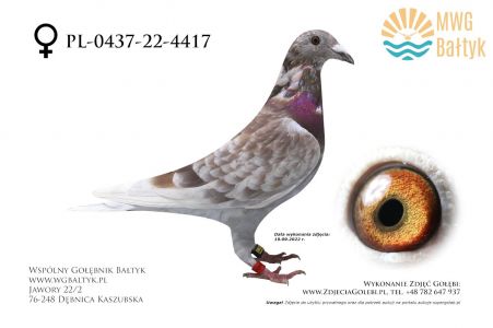 PL-0437-22-4417: Gaczynski-Szygenda, m.in. 98m., 74m. z FINAŁU