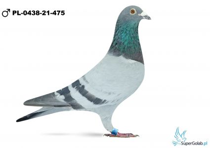 PL-0438-21-475