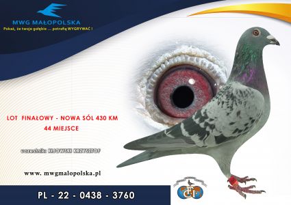PL 0438 22 3760– org. Kijowski Krzysztof - 1 AS _Gołąb na 1500 przyjętych gołębi - 44m – Finał 430km!!!, 7m-Półfinał, 30m-Ćwierćfinał!!! wszystkie wyścigi pod wiatr w upał!!! Fenomenalny wyczyn!!!  (prawdopodobnie samiczka) 