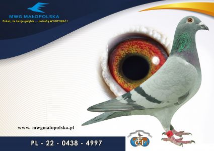 PL 0438 22 4997 – org. Kałat Mieczysław (Przybyło Leszek) - 10 AS _Gołąb na 1500 przyjętych gołębi - 5m – Finał 430km!!! II-Drużyna ze wszystkich konkursów!!!, II-Drużyna z lotu Finałowego pod wiatr!!! temperatura 30 stopni!!! (prawdopodobnie samiczka)