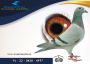 PL 0438 22 4997 – org. Kałat Mieczysław (Przybyło Leszek) - 10 AS _Gołąb na 1500 przyjętych gołębi - 5m – Finał 430km!!! II-Drużyna ze wszystkich konkursów!!!, II-Drużyna z lotu Finałowego pod wiatr!!! temperatura 30 stopni!!! (prawdopodobnie samiczka)