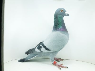 PL 0438 22 832 – org. Misiaszek Tomasz  –  461m – Finał 430km!!! (prawdopodobnie samczyk)  cz 2