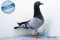 PL-0439-17-3240