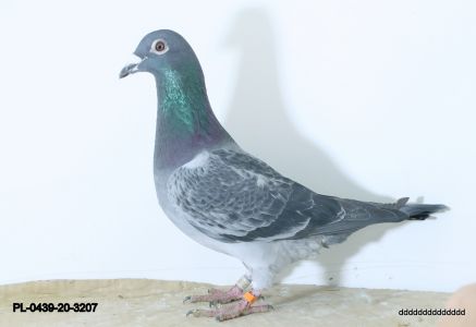 PL-0439-20-3207  Meulemans