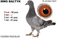 PL-044-23-13231: Kosinski Radoslaw, 77. Lotnik, m in 41m, 41m, 36m z FINAŁU Gołąb z hodowli: Kosinski Radoslaw. 77 Lotnik
