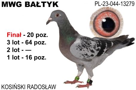 PL-044-23-13279: Kosinski Radoslaw, 9. Lotnik, m in 16m, 8m, 64m, 20m z FINAŁU Gołąb z hodowli: Kosinski Radoslaw. 9 Lotnik