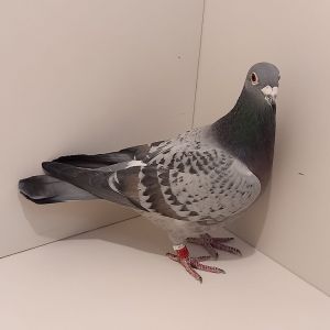 PL-0440-17-2554 Linia Barcelończyki, Super Gołębie na b. ciężkie loty 550-1000km