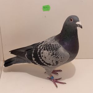 PL-0440-21-1741 Linia 