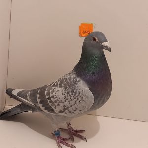 PL-0440-21-1816 Linia 