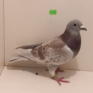 PL-0440-23-4234 Golden Vos x Rude