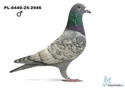 PL-0440-25-2946