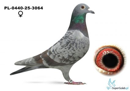 PL-0440-25-3064