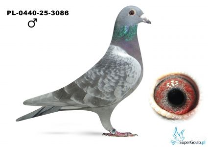 PL-0440-25-3086