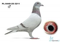 PL-0440-25-3211 - 100 % Karol Paszek