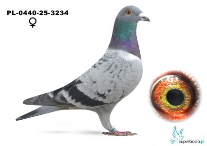 PL-0440-25-3234