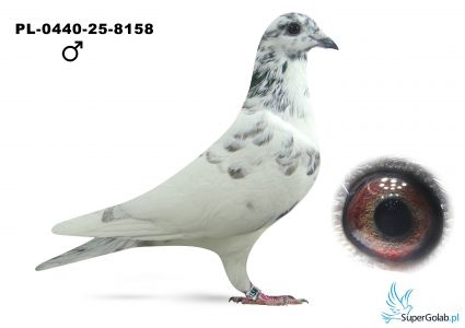 PL-0440-25-8158
