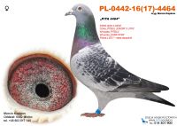PL-0442-16(17)-4464 totalny inbred WNUCZKA PITBUL