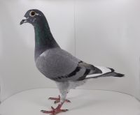 PL-0442-16-6547 Córka Svena!!!