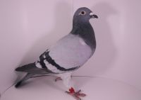 PL-0442-17-3740 Wnuczka NL-246/OLIMPIA 80