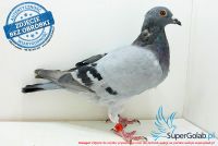 PL-0442-17-3823