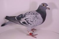 PL-0442-17-3824 inbred na braci 5776-5777, wnuczka DARK FLAME