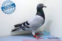 PL-0442-17-4200