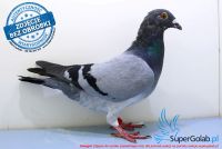 PL-0442-17-6820