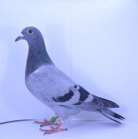 PL-0442-18-4072
