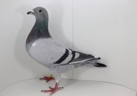 PL-0442-19-4309 Strong PICO Vd x siostra DAKAR!! super